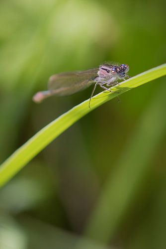 Libelle op groene stengel von Mariska Geschiere