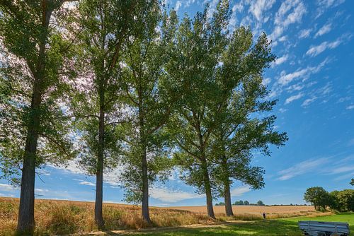 Bomen aan een akkerrand in Mauna, Lommatzscher Pflege