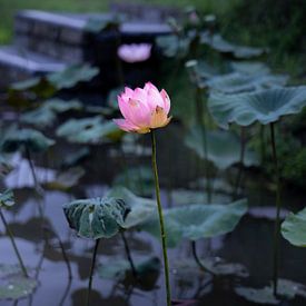 Alice SONNETTE Profile picture