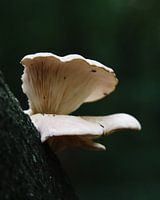 Pilz in Nahaufnahme
