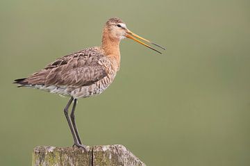 Black-tailed godwit (limosa limosa) on a fence in a Frisian polder by Marcel van Kammen