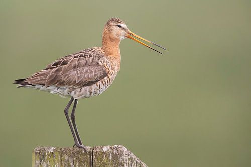 Black-tailed godwit (limosa limosa) on a fence in a Frisian polder
