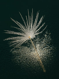 Abstract reflection – Light on a fluff with droplets of water by Marjolijn van den Berg