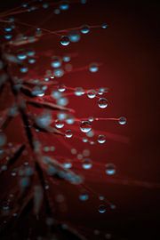 Pearls by Pixel4ormer