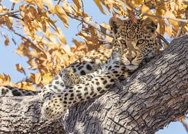 Leopard in a tree, frontal view (5x7) by Lennart Verheuvel