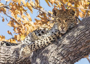 Leopard auf einem Baum, Frontalansicht (5x7)