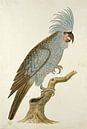 Kakadu von Robert Jacob Gordon - 1780 von Gave Meesters Miniaturansicht