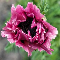 Mohnblume