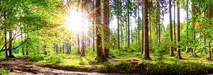 Wald mit strahlender Sonne