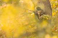 Tawny owl in the autumn forest