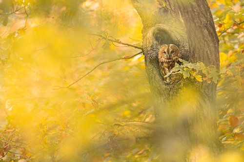 Bosuil in het herfstbos