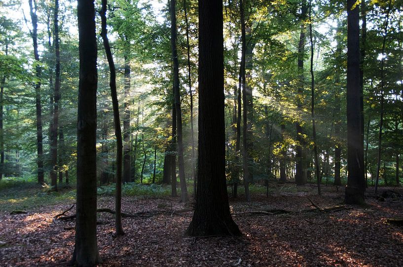 Licht tussen de bomen van Kris Van den Bossche