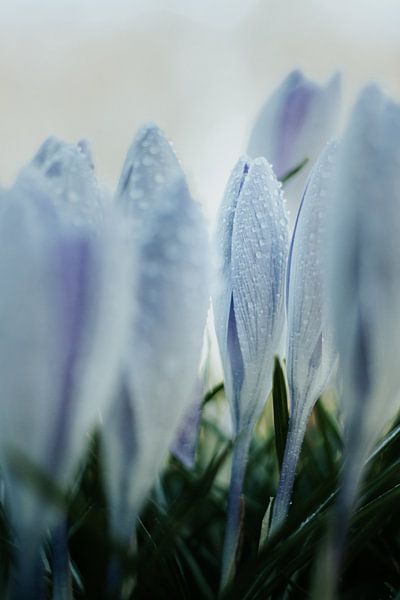 Crocus avec gouttes de rosée par Janneke Snellink