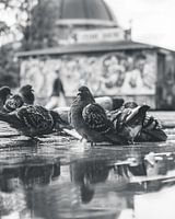 Birds in Amsterdam