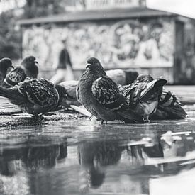 Birds in Amsterdam van Sam ter Veer