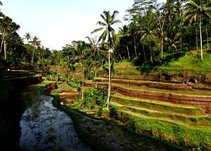 Rijstvelden op Bali van Wijnand Plekker