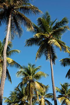 Wuivende palmen tegen de blauwe lucht van Margot van den Berg