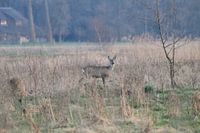 Lone roe deer