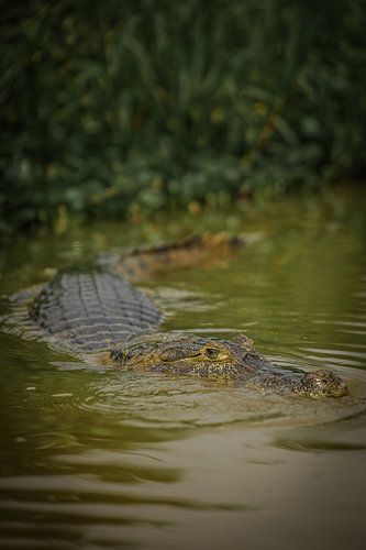 Eye to eye with a crocodile