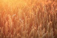 Wheat field in the light of the rising sun