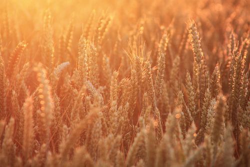 Graanveld in de ochtendzon