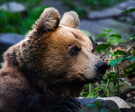 Portrait of a bear by Fearless Photography