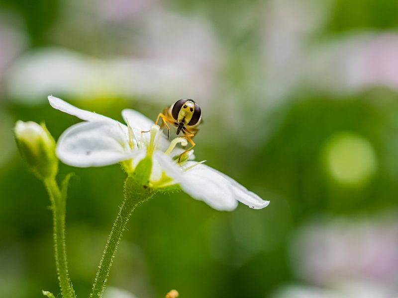 Hoverfly On Stone Break by Mr White Takes Pictures