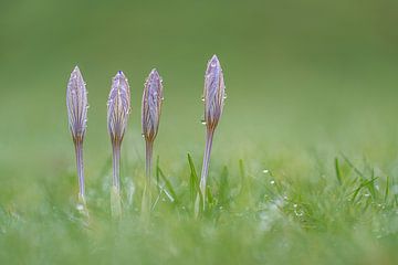 Natuurlijk stilleven met krokussen von John van de Gazelle fotografie