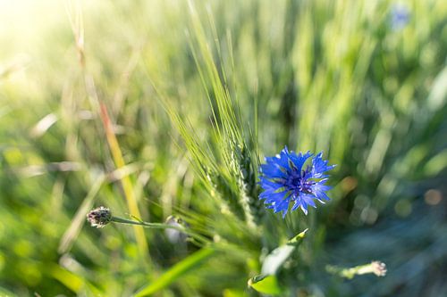 Flower macro in the sunshine
