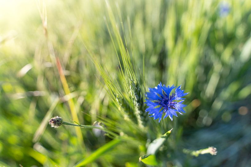 Bloemenmacro in de zon van Marc-Sven Kirsch