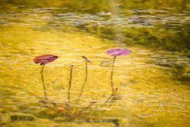 Water lily pads in pond of Rijksmuseum Twenthe by Ronald Wilfred Jansen