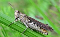Grasshopper I