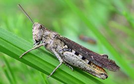 Grasshopper I by Miller Photography