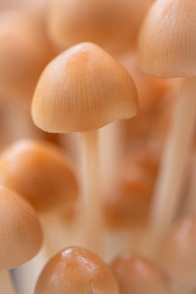Kleine Champignons von Moetwil en van Dijk - Fotografie