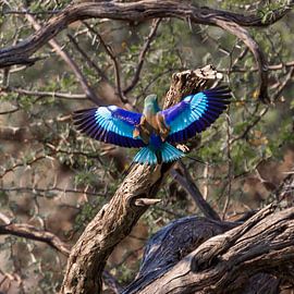 Gabelracke von Poster Art Shop