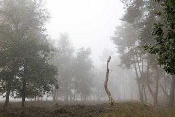 A dead tree during a foggy morning by Peter Haastrecht, van