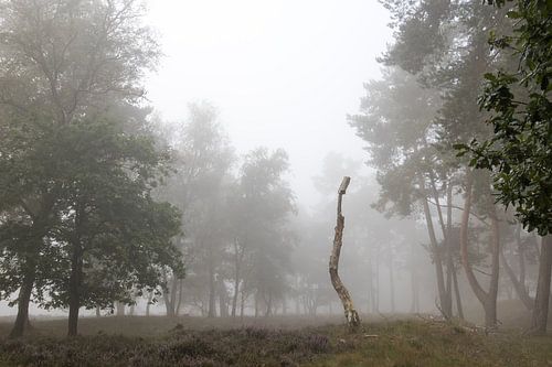 Een dode boom tijdens een mistige ochtend