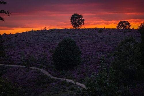 Heide Posbank