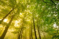 Sfeervol bos in de herfst met mist in de lucht van Sjoerd van der Wal Fotografie thumbnail