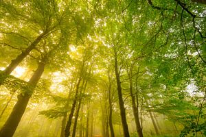Atmosphärischer Wald im Herbst mit Nebel in der Luft