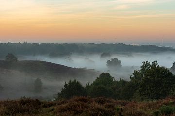 Bruyère sur le posbank dans la brume du matin