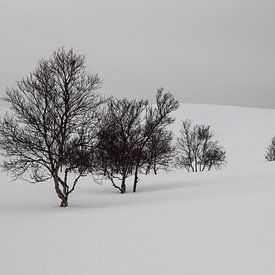 Snow and trees on the mountain von Ymala Antonsen