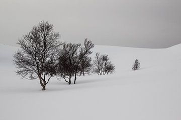 Sneeuw en bomen op de berg van Ymala Antonsen