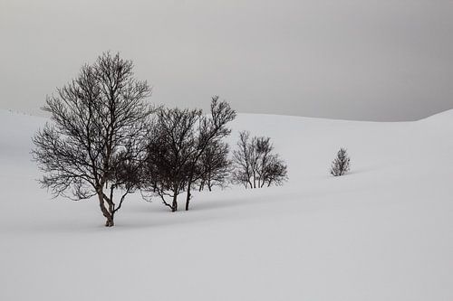 Snow and trees on the mountain