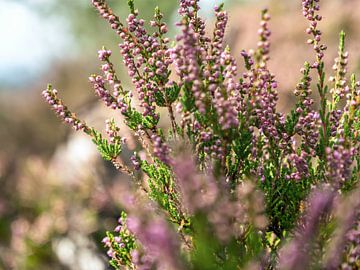 Spitzstein, Suisse saxonne - Bruyère à balais en fleur sur Pixelwerk