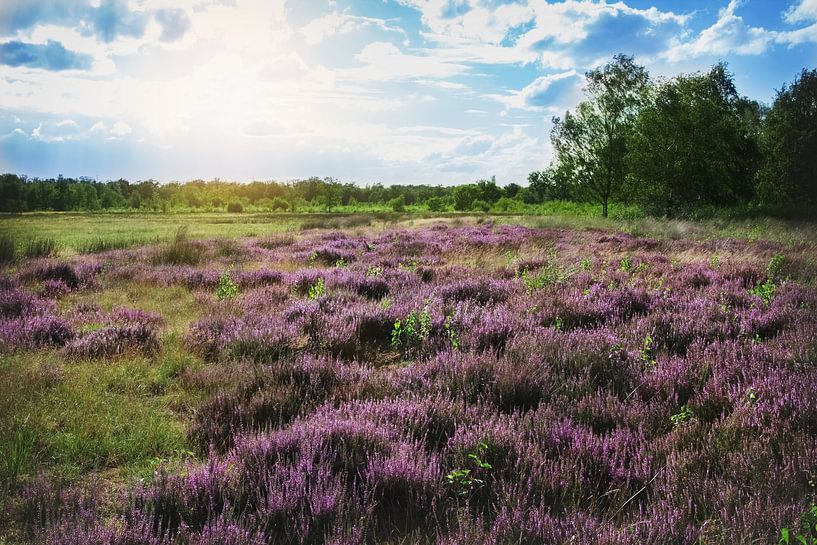 Violettes Heidekraut von Aurelia Leyba