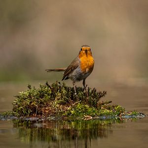 Robins
