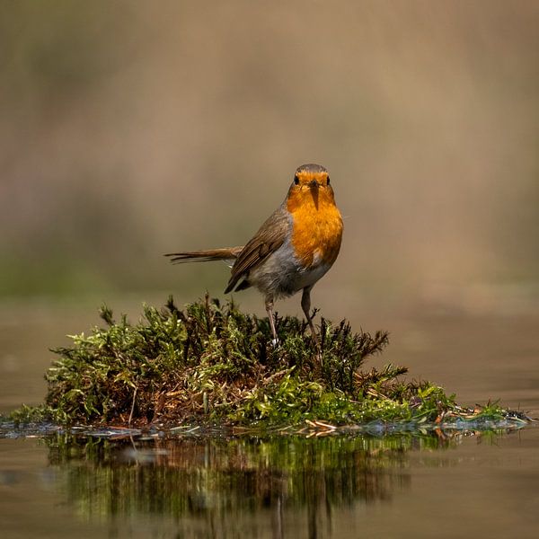 Robins von Elly van Veen