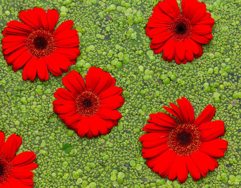 rood en groen van Corrie Ruijer