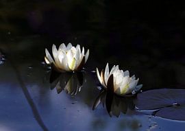 Waterlilies in the moonlight